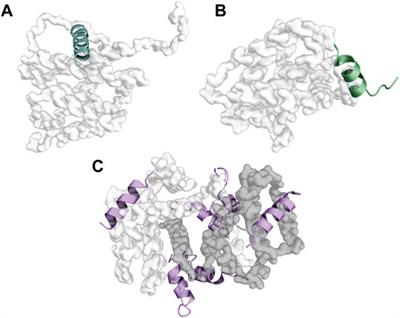 Structural Details of BH3 Motifs and BH3-Mediated Interactions: an Updated Perspective